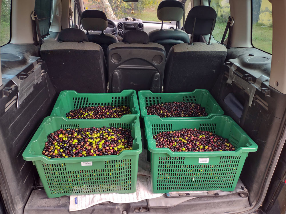 Im Kofferraum unseres Berlingo stehen vier Plastikkisten, gefüllt mit unseren Oliven. 83 Kilogramm - keine gute Ernte 2023.